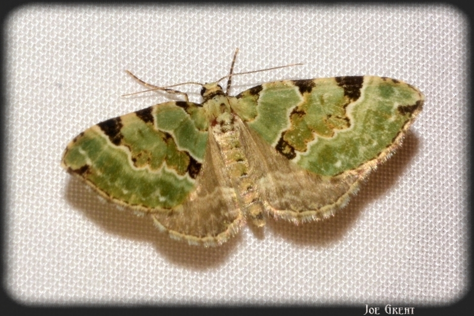 Colostygia pectinataria - zöld levélaraszoló