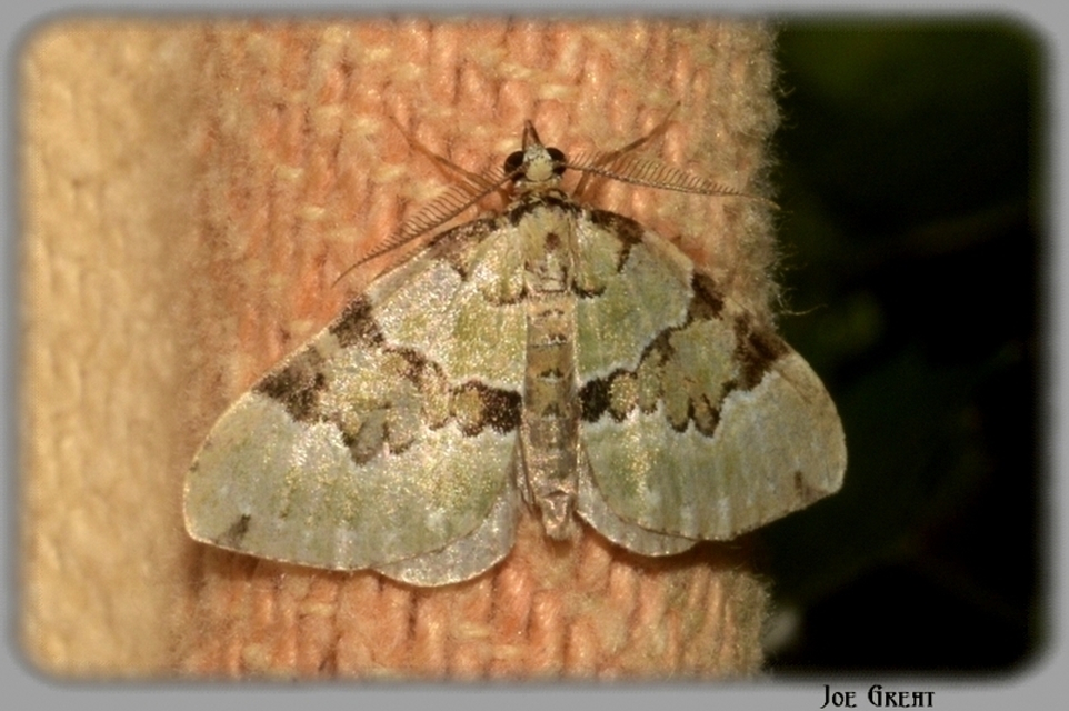 Colostygia pectinataria - zöld levélaraszoló