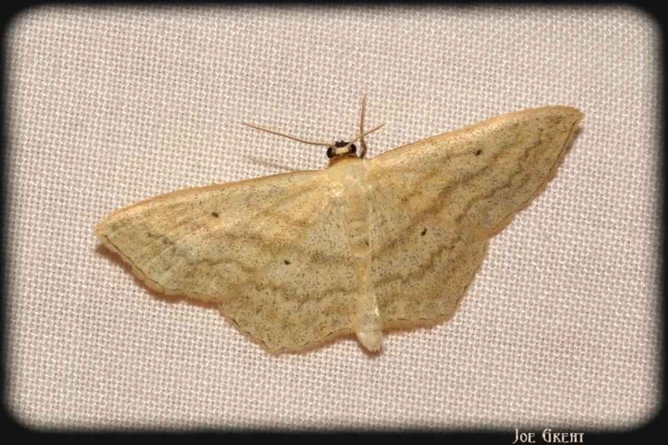 Scopula nigropunctata - feketepettyes araszoló