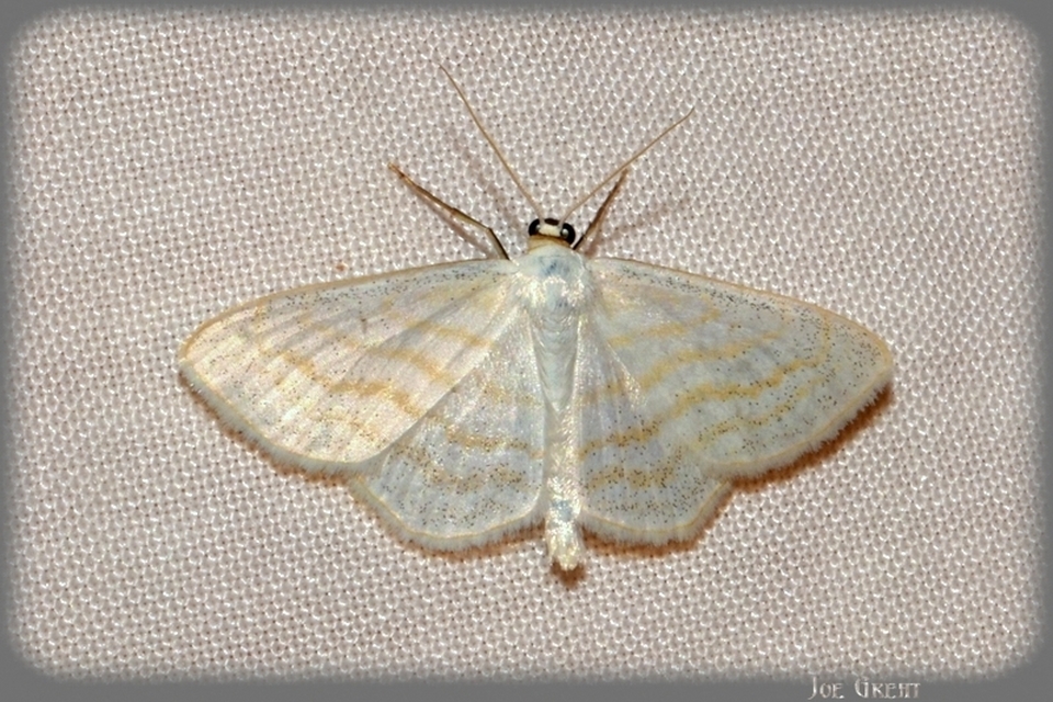 Scopula caricaria - mocsári fehéraraszoló