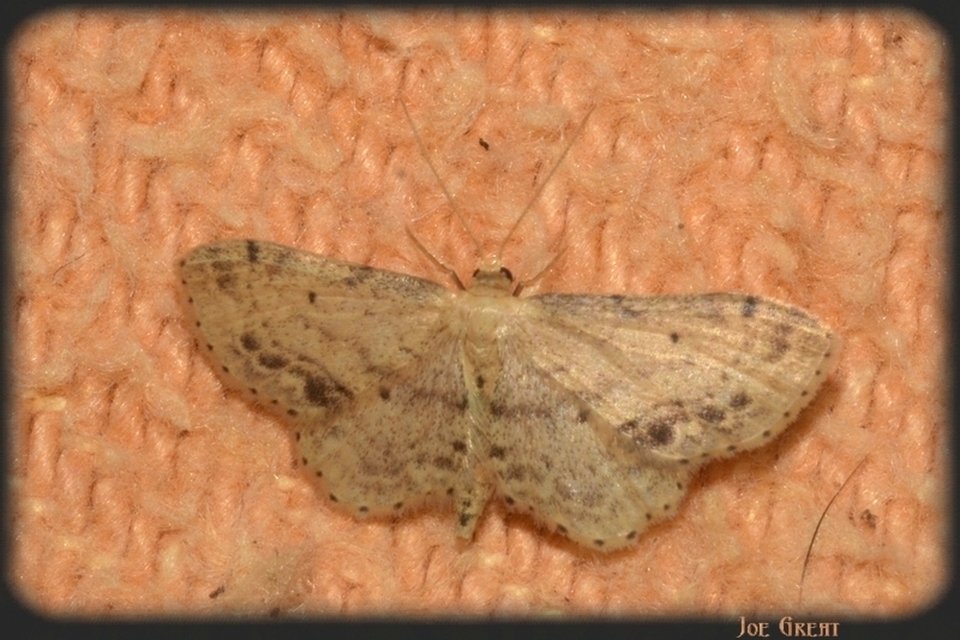 Idaea dimidiata - gyakori apróaraszoló