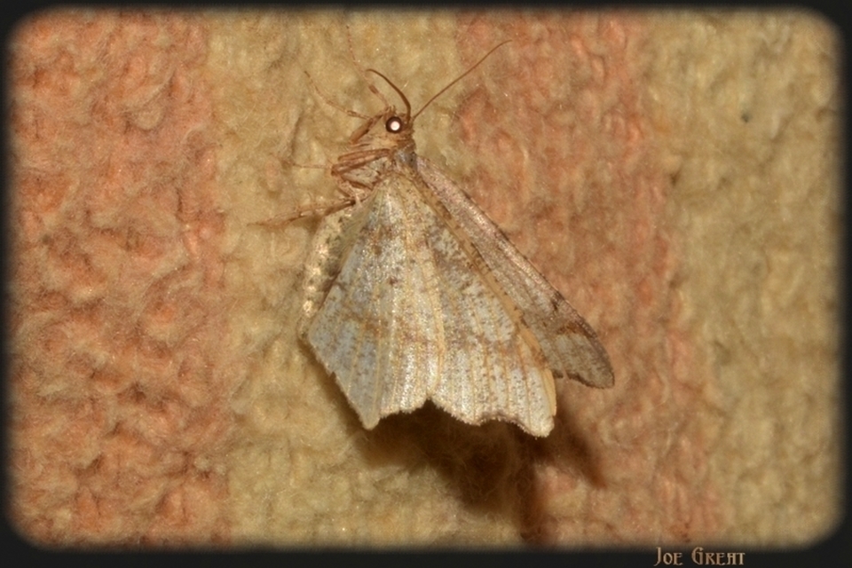 Macaria alternata - közönséges szürkearaszoló