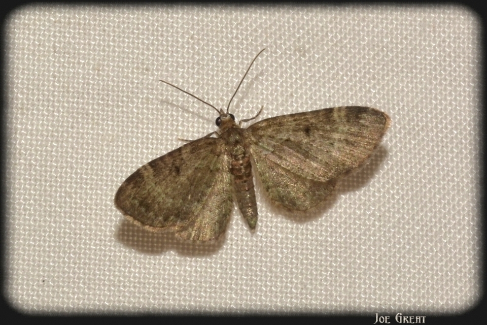Pasiphila chloerata - hamvas törpearaszoló