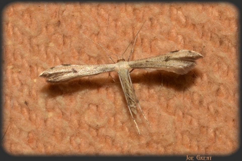 Pterophoridae - tollasmolyfélék