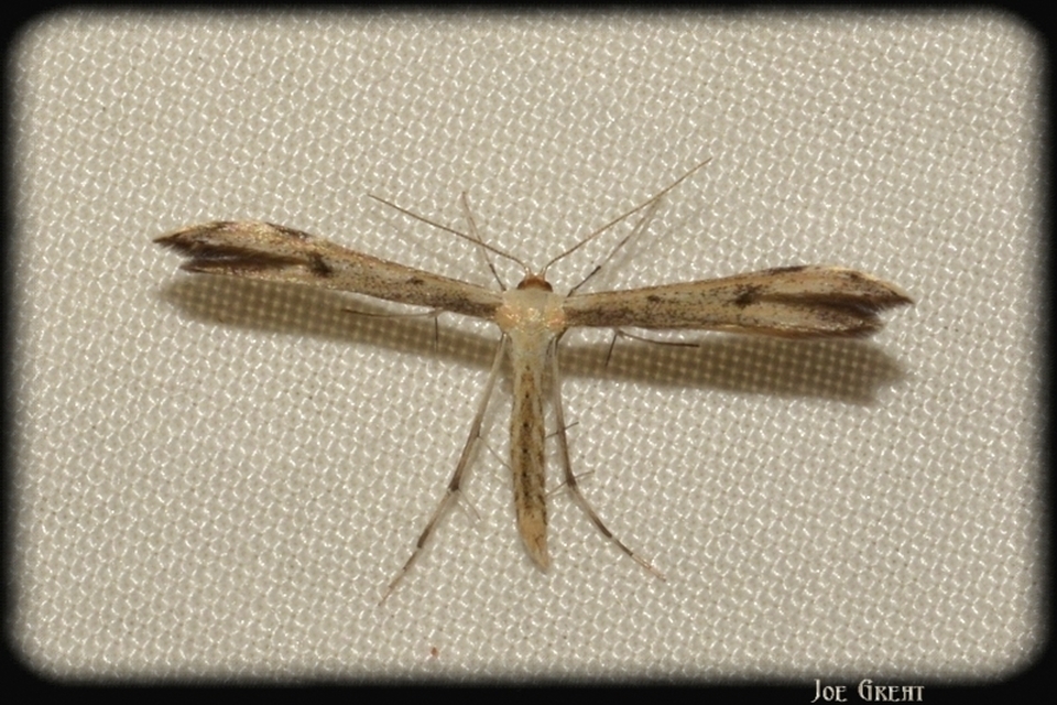 Pterophoridae - tollasmolyfélék