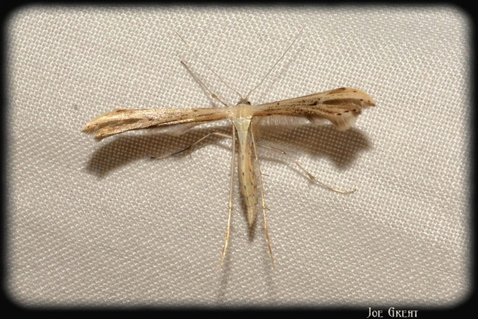 Pterophoridae - tollasmolyfélék