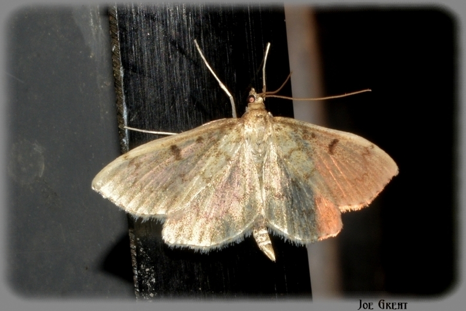 Anania perlucidalis - lápréti tűzmoly