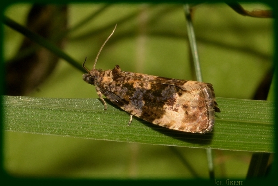 Tortricidae - sodrómolyfélék