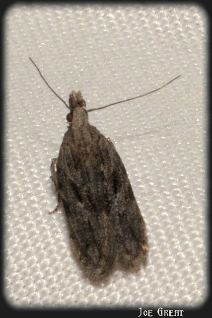 Anarsia
