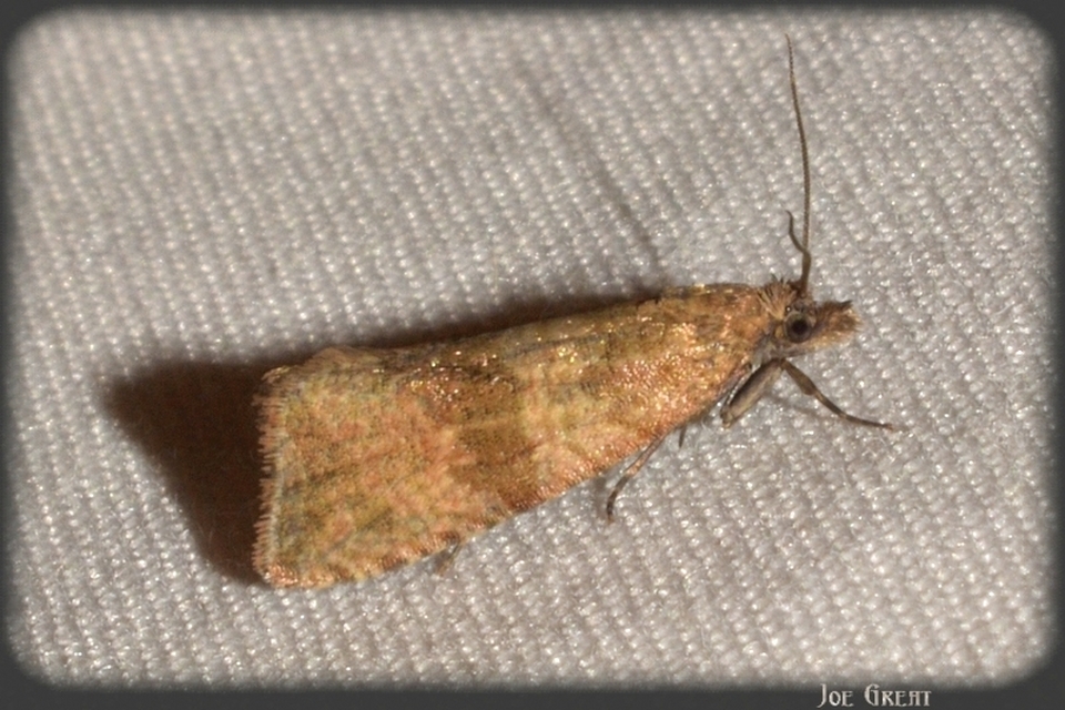 Celypha striana - pitypangfúró tükrösmoly