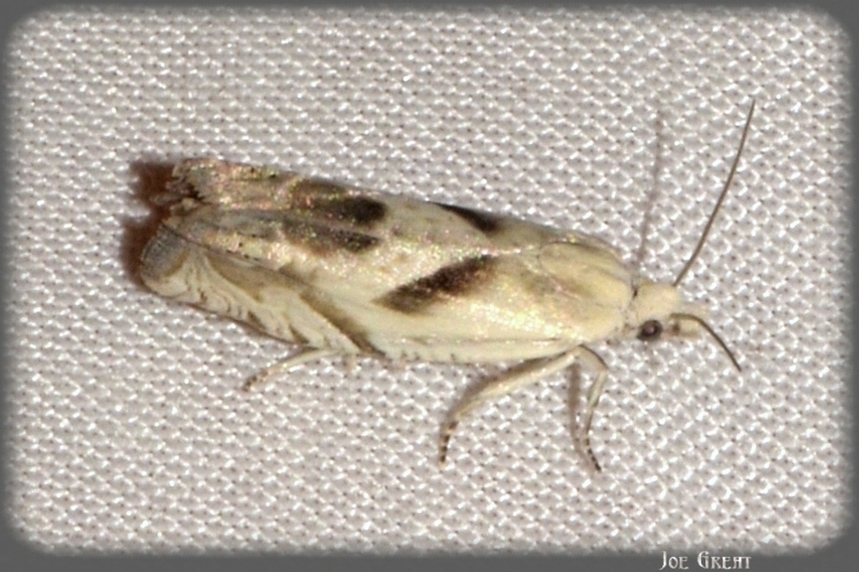 Eucosma