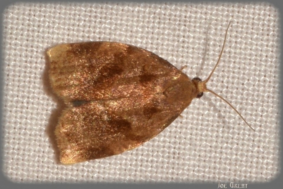 Tortricidae - sodrómolyfélék