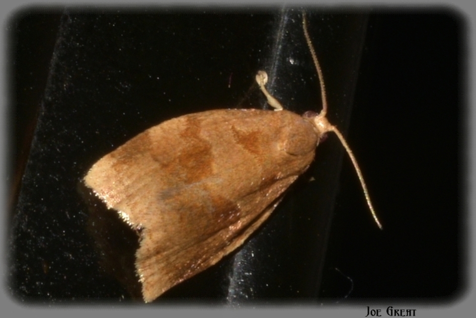 Tortricidae - sodrómolyfélék