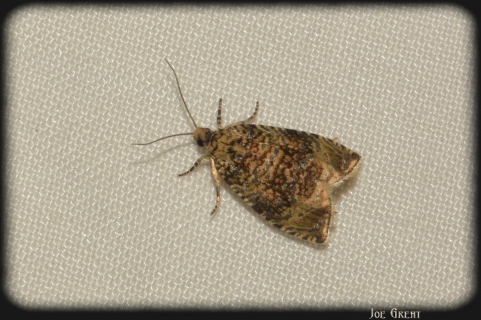 Celypha lacunana - vízparti tükrösmoly