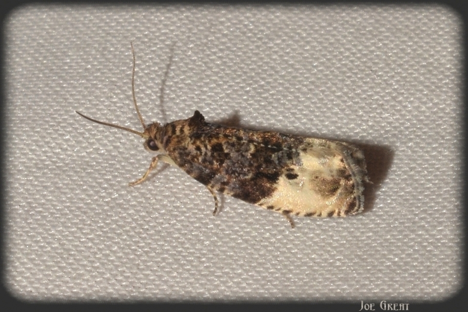 Tortricidae - sodrómolyfélék