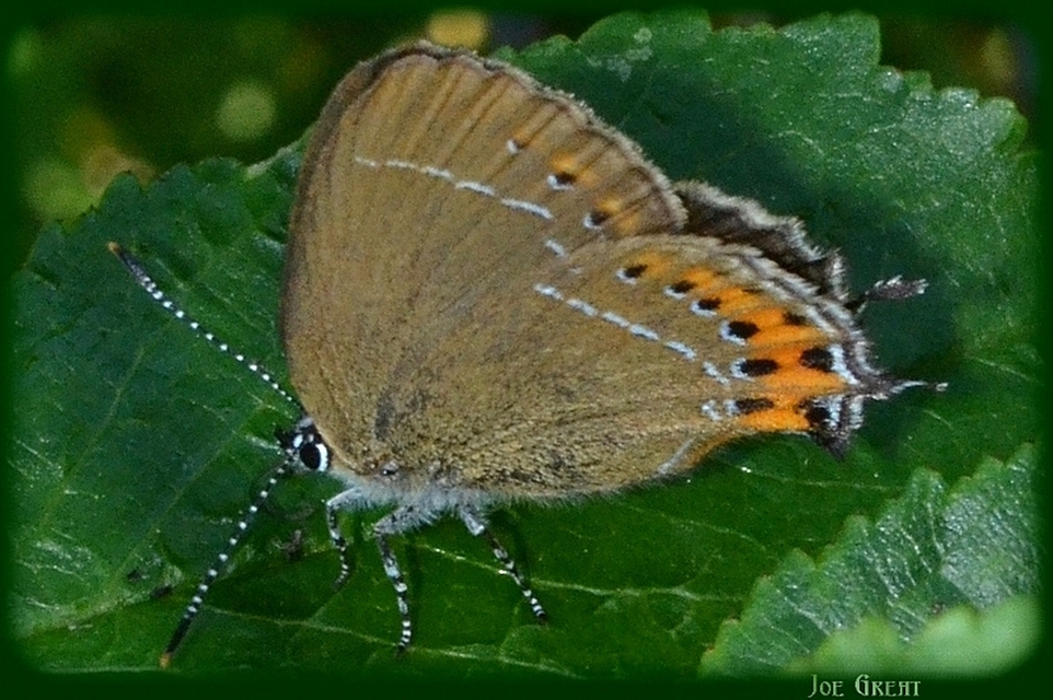 Satyrium pruni - szilvafa-csücsköslepke