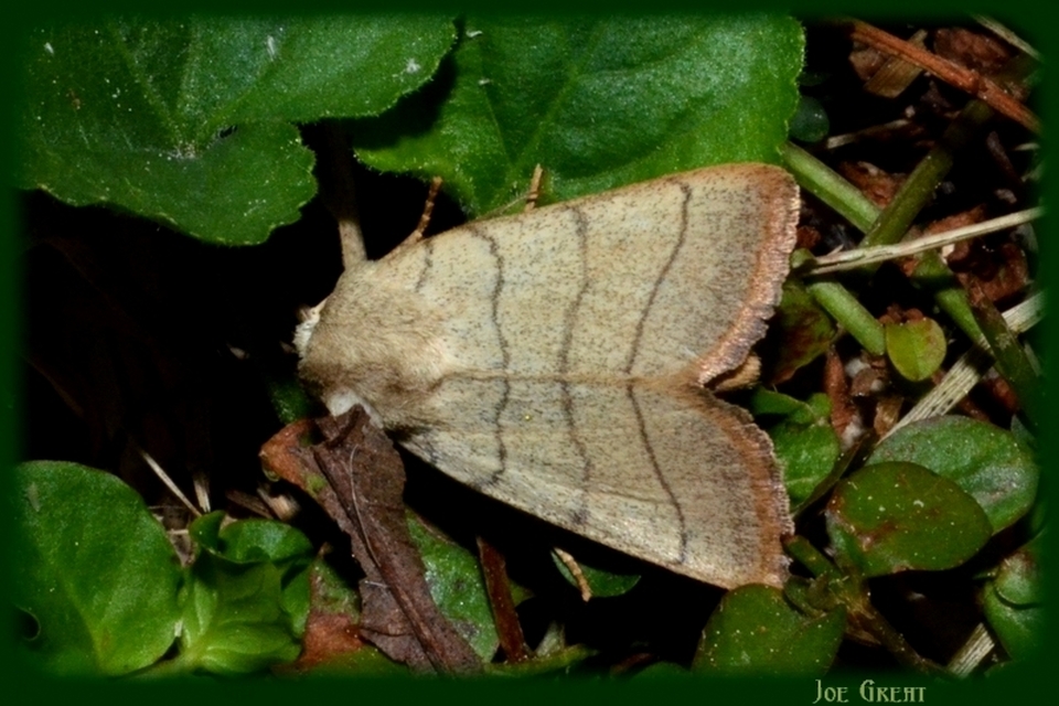 Charanyca trigrammica - háromsávos lombbagoly