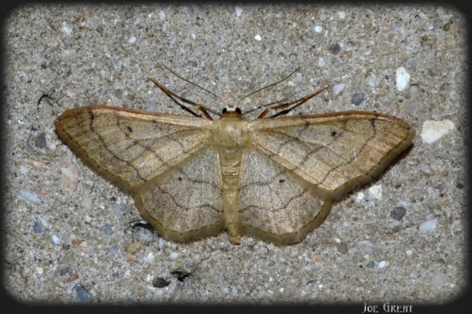 Idaea aversata - nagy sávosaraszoló