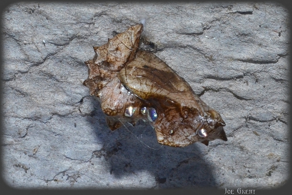 Argynnis paphia - nagy gyöngyházlepke