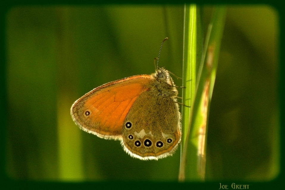 Coenonympha glycerion - közönséges szénalepke