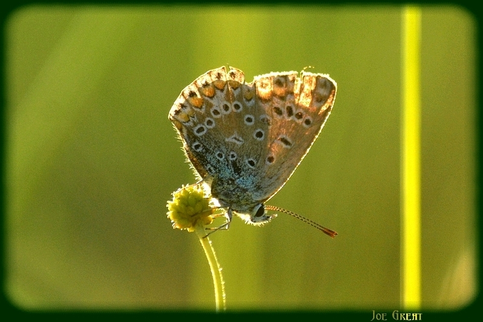 Polyommatus icarus - közönséges boglárka