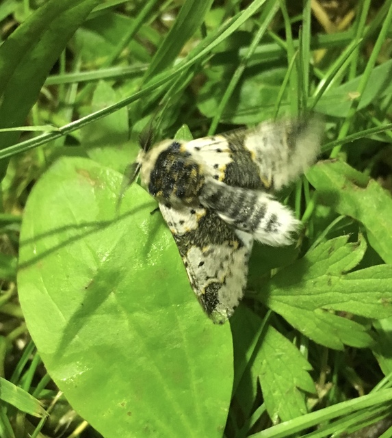 Furcula bicuspis - apáca-púposszövő