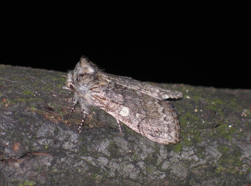 Achlya flavicornis - nyíres pihésszövő
