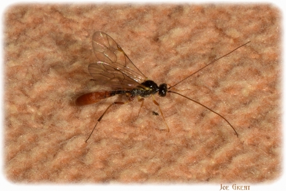 Hymenoptera - Hártyásszárnyúak