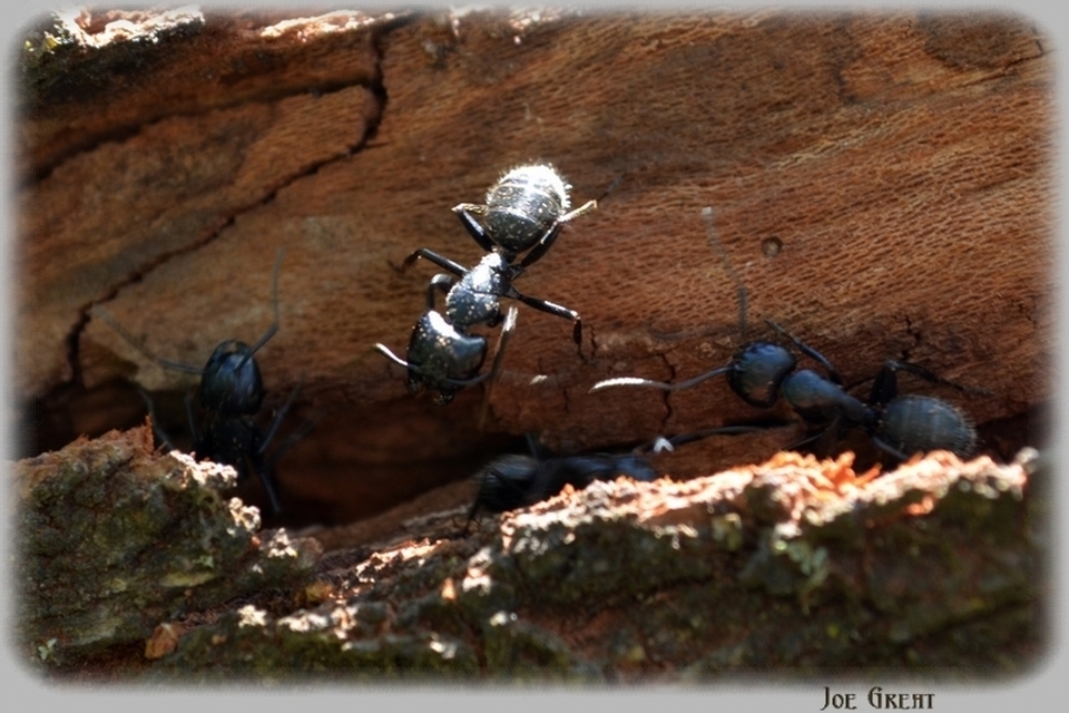 Camponotus vagus - fekete lóhangya