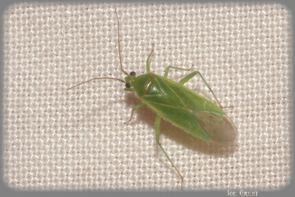 Miridae - mezeipoloskák