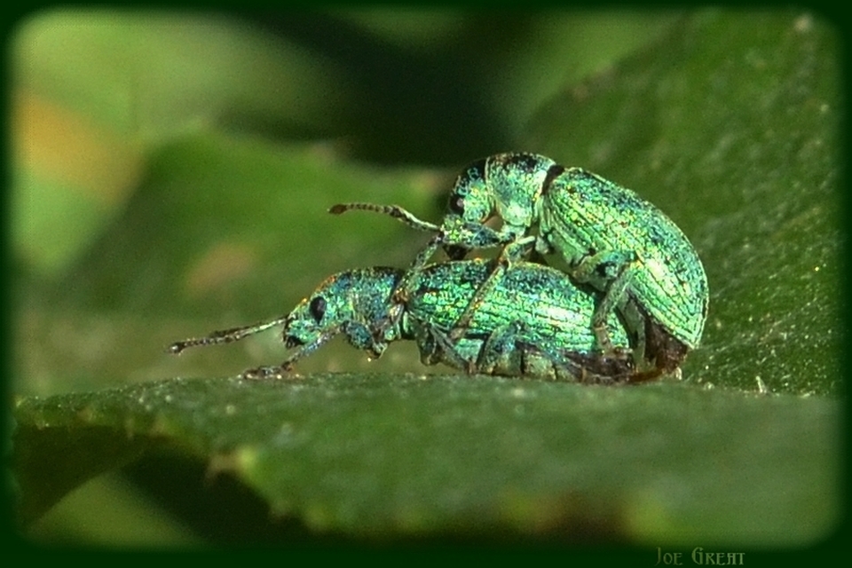 Phyllobius argentatus - ezüstös levélormányos