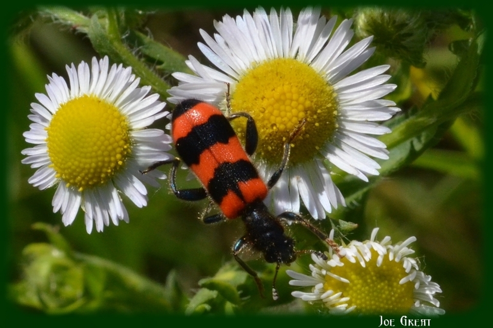 Trichodes apiarius - szalagos méhészbogár