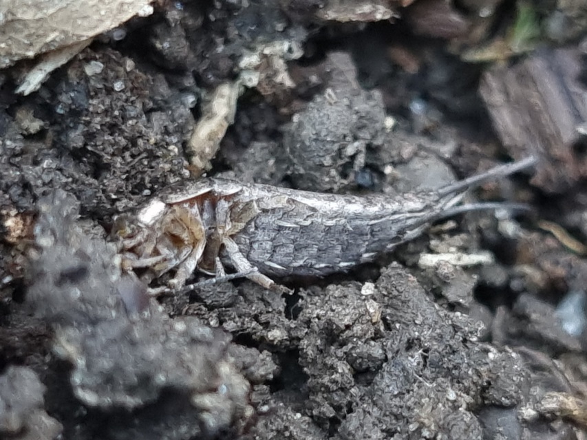 Archaeognatha - Ugróősrovarok