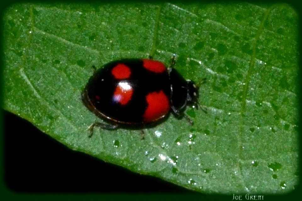 Adalia bipunctata - kétpettyes katica