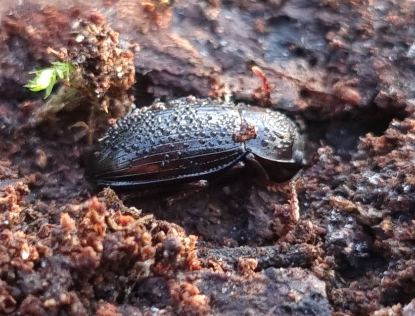 Nalassus dermestoides - rövidszárnyú gyászbogár