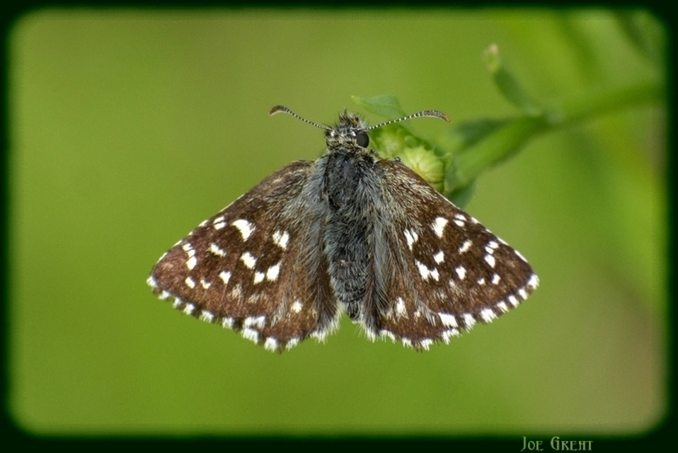 Pyrgus malvae - kis busalepke