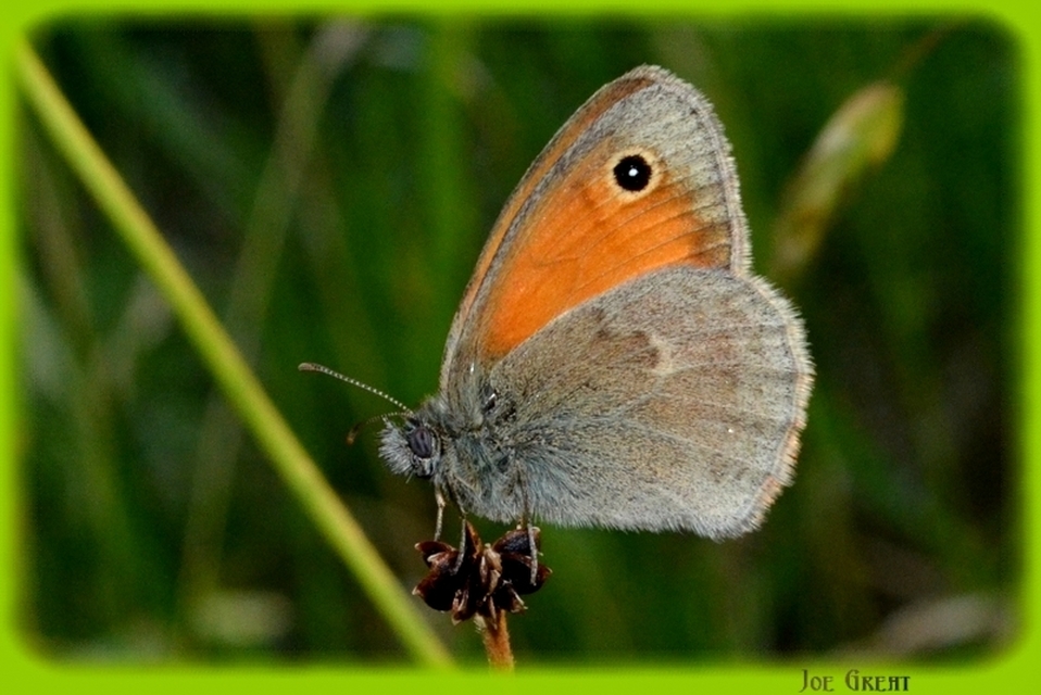 Coenonympha pamphilus - kis szénalepke