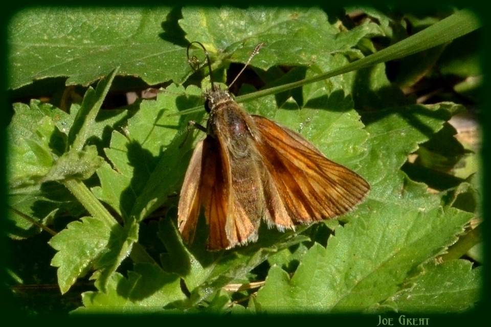 Ochlodes sylvanus - erdei busalepke