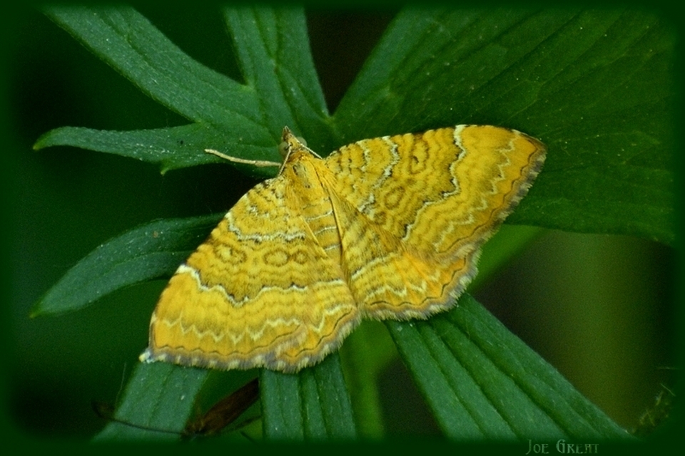 Camptogramma bilineata - kétvonalas sávosaraszoló