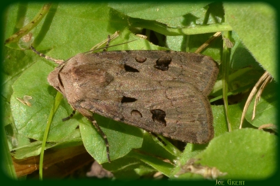 Agrotis exclamationis - felkiáltójeles földibagoly