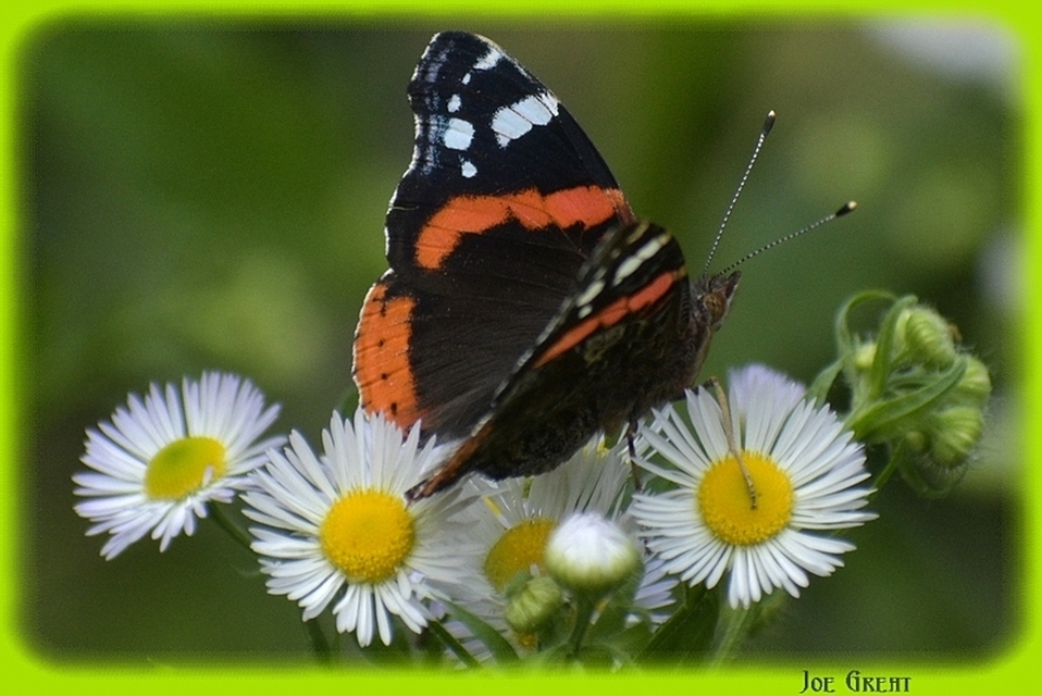 Vanessa atalanta - atalantalepke