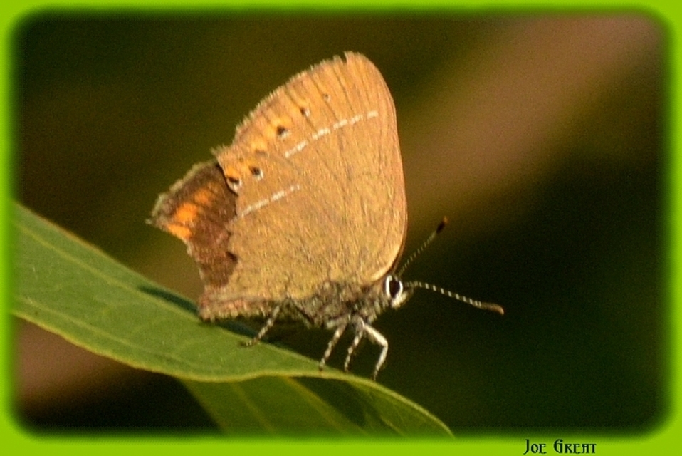 Satyrium pruni - szilvafa-csücsköslepke
