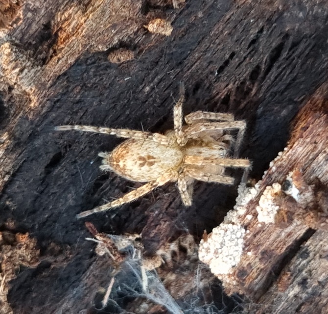 Anyphaena accentuata - jegyespók