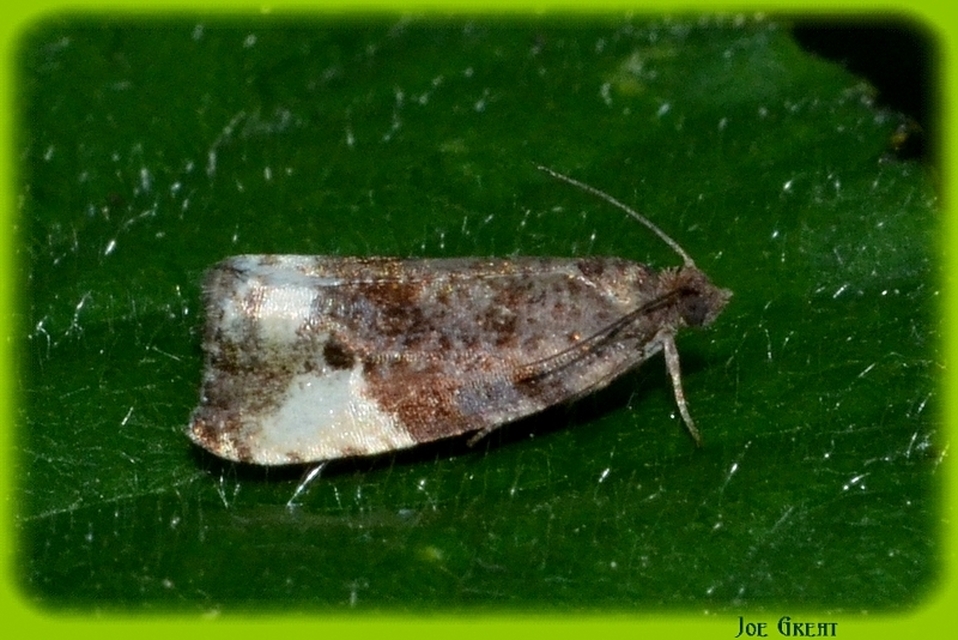 Tortricidae - sodrómolyfélék