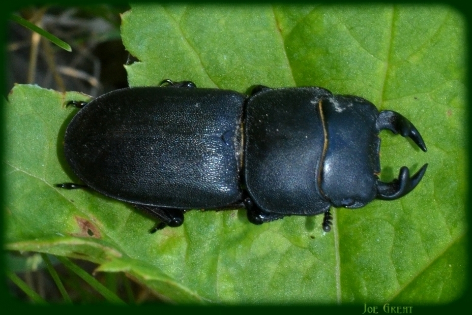 Dorcus parallelipipedus - kis szarvasbogár