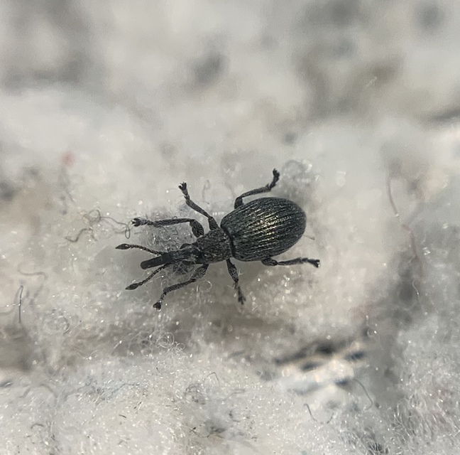 Ceratapion gibbirostre - agyaras cickányormányos Ceratapion gibbirostre - agyaras cickányormányos
