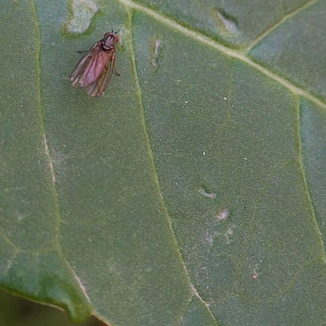 Agathomyia unicolor