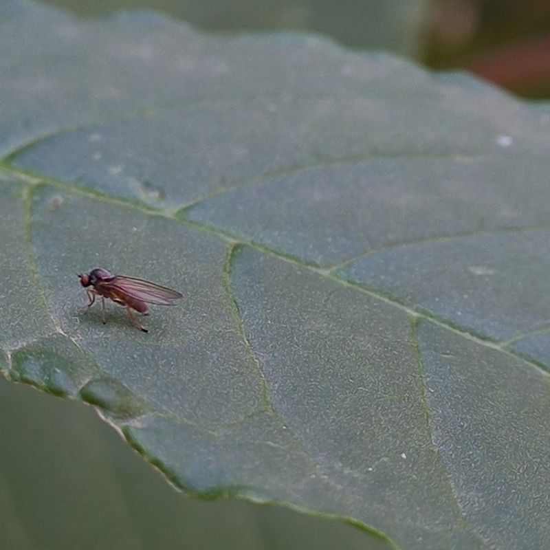 Agathomyia unicolor