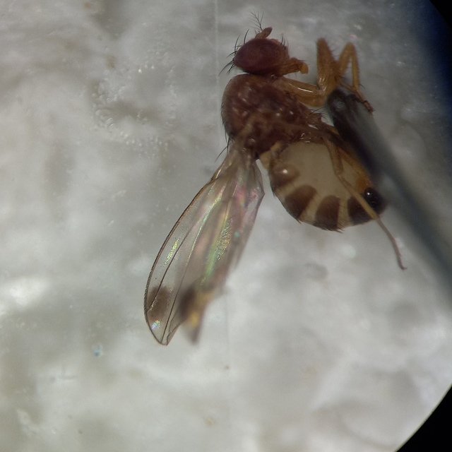 Drosophila suzukii
