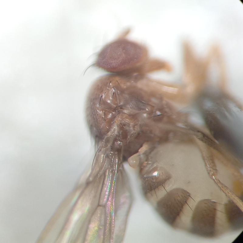 Drosophila suzukii